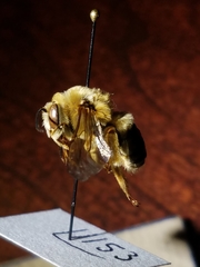 Svastra obliqua expurgata