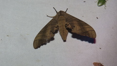 Marumba