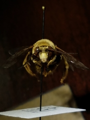 Svastra obliqua expurgata