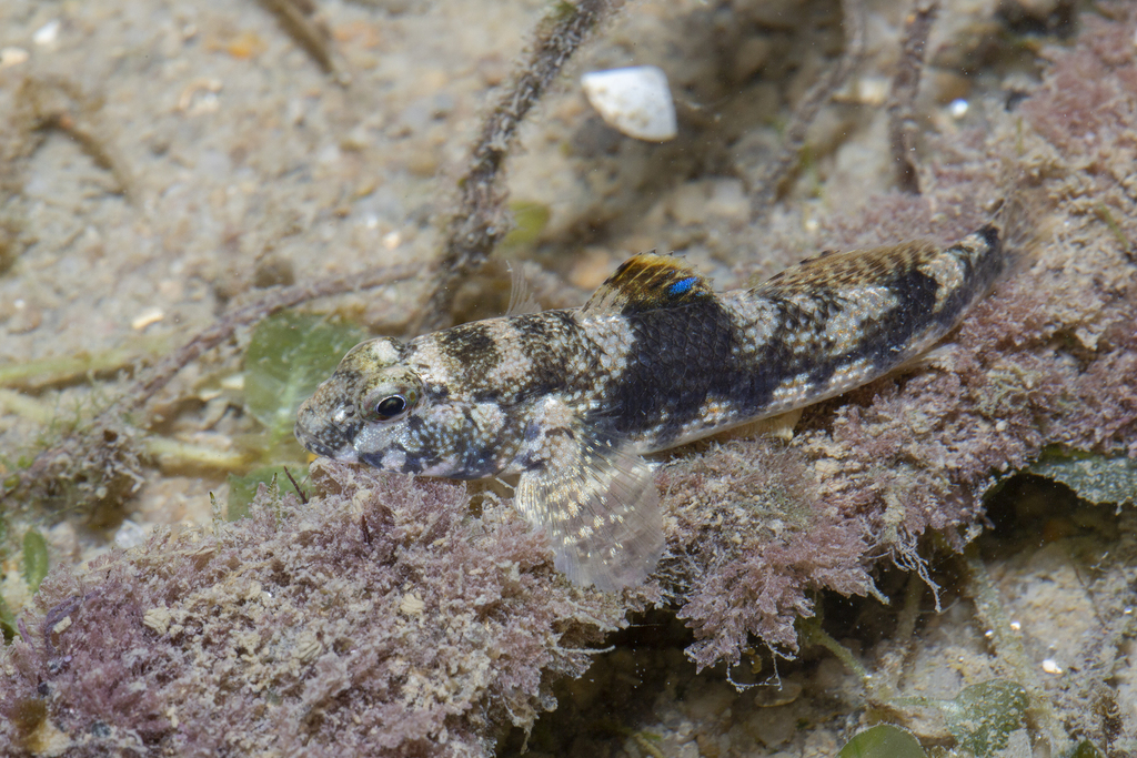 Brown Goby