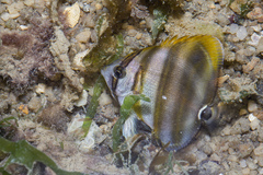 Parachaetodon ocellatus