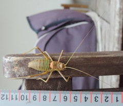 Steropleurus pseudolus