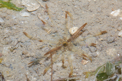 Scolanthus armatus