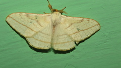 Eupterote bifasciata