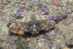 Charybdis hellerii
