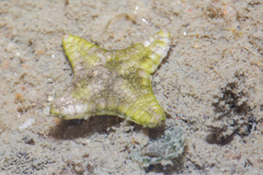 Protoreaster nodosus