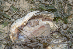 Amphioctopus