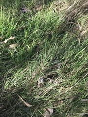 Microlaena stipoides