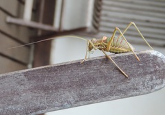 Steropleurus pseudolus