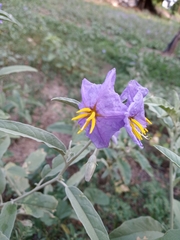 Solanum elaeagnifolium