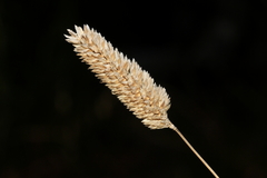 Phalaris minor