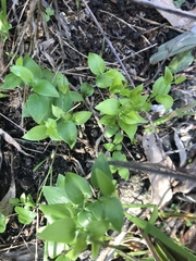 Asparagus asparagoides