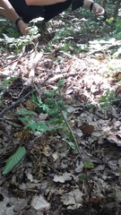 Epipactis microphylla