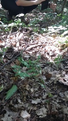 Epipactis microphylla