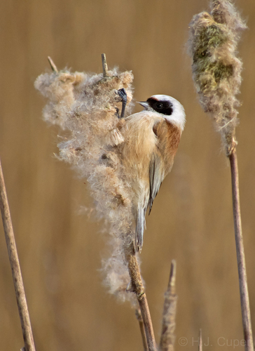 Eurasian Penduline-Tit