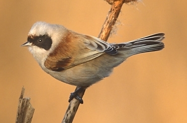 Eurasian Penduline-Tit