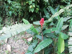 Musa coccinea