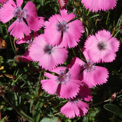 Dianthus pavonius