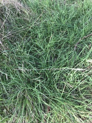 Microlaena stipoides