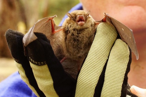 Little Forest Bat