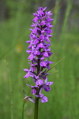 Dactylorhiza traunsteineri