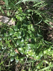Asparagus asparagoides