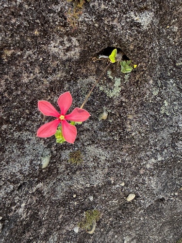 Catharanthus ovalis, photograph 6