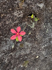 Catharanthus ovalis, photograph (c) martin ingemansson, some rights reserved (CC BY)