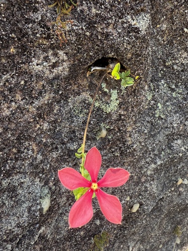 Catharanthus ovalis, photograph 5