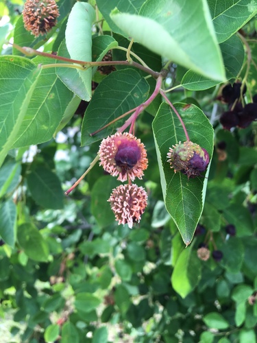 Serviceberry rust