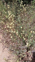 Sanguisorba minor balearica