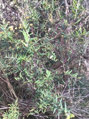 Bossiaea cinerea