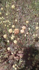 Sanguisorba minor balearica