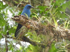 Aphelocoma unicolor unicolor