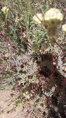 Sanguisorba minor balearica