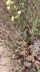 Sanguisorba minor balearica