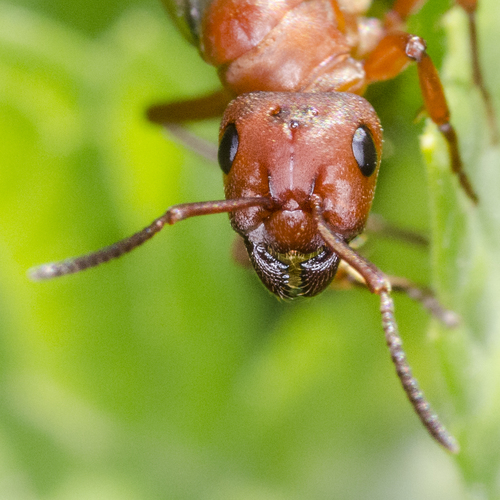 (c) Alejandro Ocampo, some rights reserved (CC BY-NC), uploaded by Alejandro Ocampo