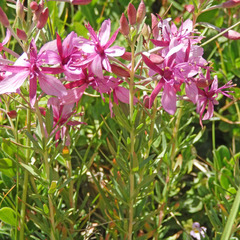 Chamaenerion fleischeri