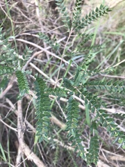 Melaleuca squarrosa