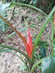 Musa coccinea