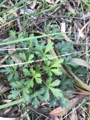 Trachymene composita