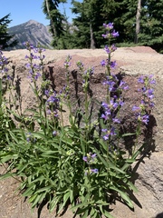 Penstemon cinicola