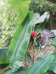 Musa coccinea
