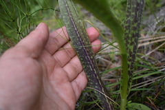 Dactylorhiza traunsteineri