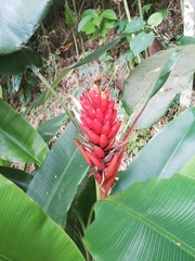 Musa coccinea