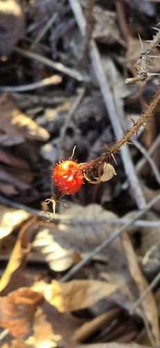 Foto de Rosa selvagem