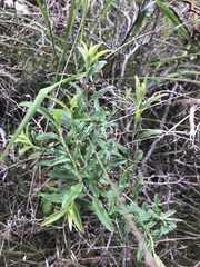 Billardiera scandens