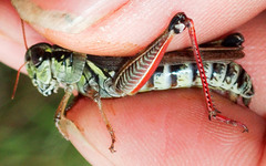 Melanoplus borealis