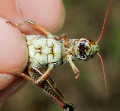 Melanoplus borealis