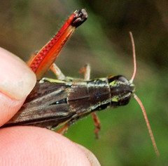 Melanoplus borealis